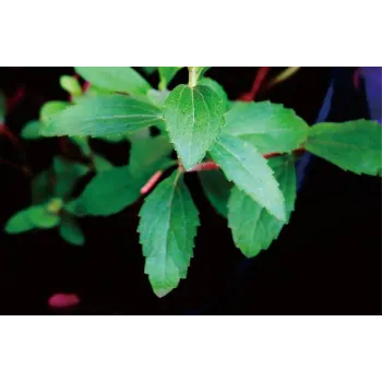 Organic Stevia Plants